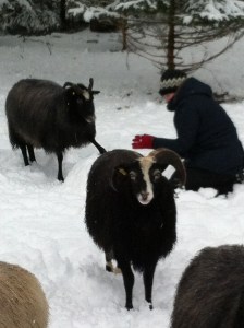 Snöskulptera med fåren, ett mycket bra skärmfritt alternativ!